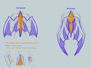 The types of wings