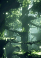In areas closer to treetops, the light can filter in through the leaves.