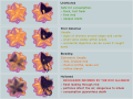 Thumbnail for version as of 23:03, 28 May 2026