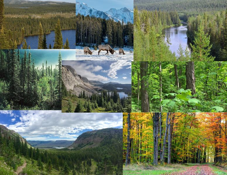 File:CanariEnvironment.png